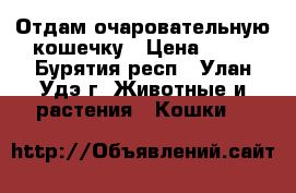 Отдам очаровательную кошечку › Цена ­ 10 - Бурятия респ., Улан-Удэ г. Животные и растения » Кошки   